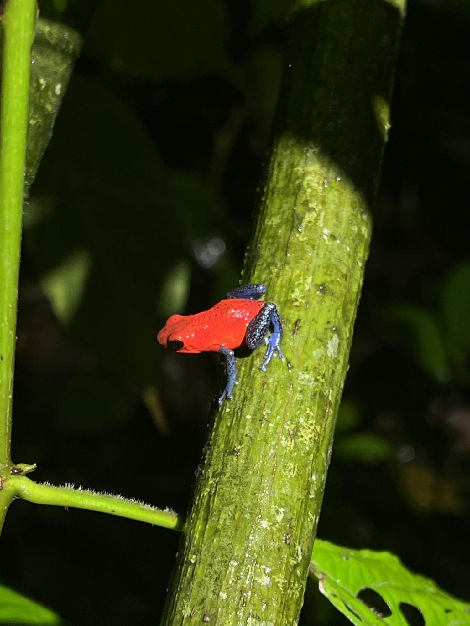 Kakao Lodge & Garden Rio Celeste Bujagua Buitenkant foto