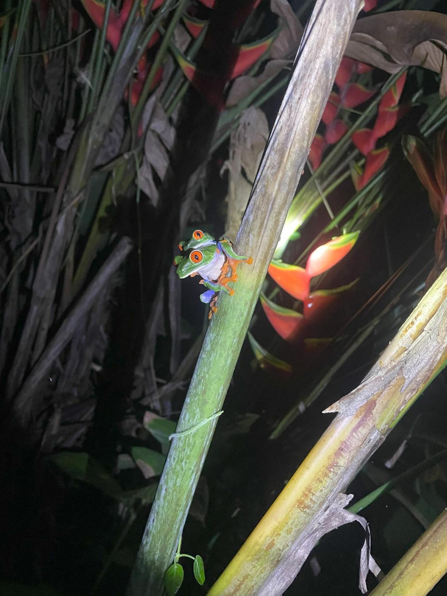 Kakao Lodge & Garden Rio Celeste Bujagua Buitenkant foto
